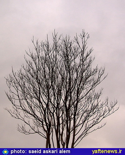 گزارش تصويري درختان پارك كيو خرم‌آباد در زمستان